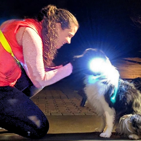 dog walking flashlight dog walker light